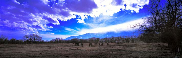 Fine Art Panoramic Landscape Photography Horses Under Magical Sky, Eastern Sierra